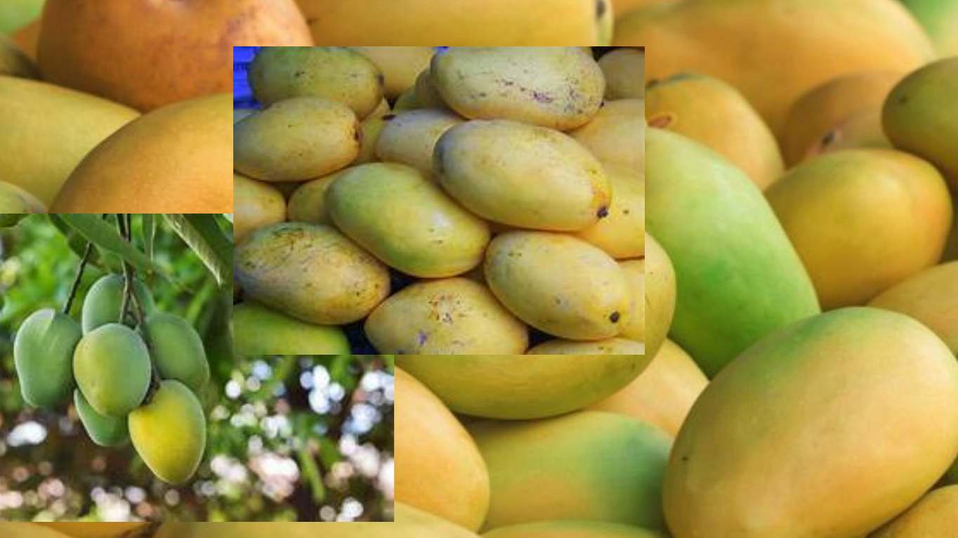 Buah Mangga